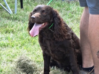 Copyright 2014 - The American Water Spaniel Club, Inc.