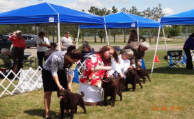 Copyright 2014 - The American Water Spaniel Club, Inc.